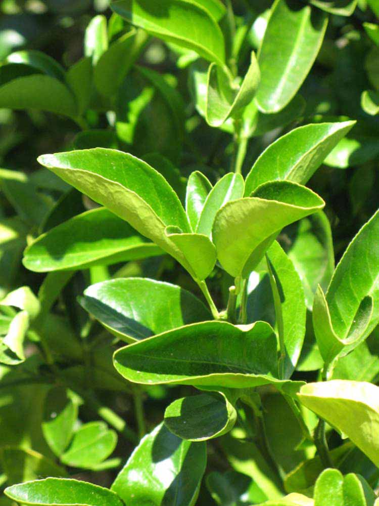              Sun leaves (Riverside, CA)       